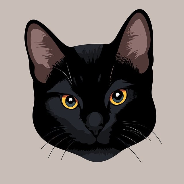 cat pet black cat